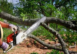 Reliable Magnolia, TX Tree Services Solutions